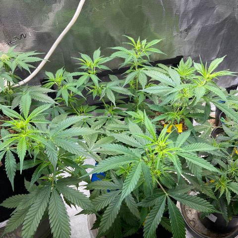 Superlarge White Widdow Autoflowering growlog timeline photo