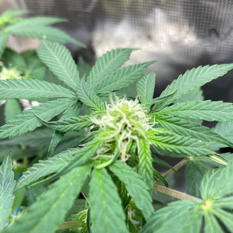 Green crack auto growlog timeline photo