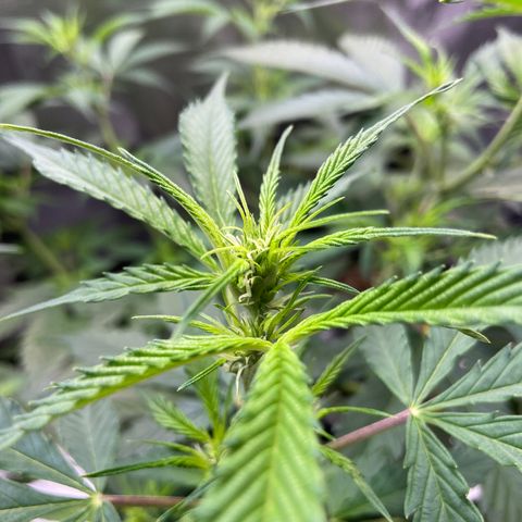 Superlarge White Widdow Autoflowering growlog timeline photo