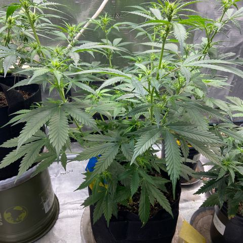 Superlarge White Widdow Autoflowering growlog photo: 26 inches 