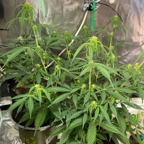 Superlarge White Widdow Autoflowering growlog timeline photo