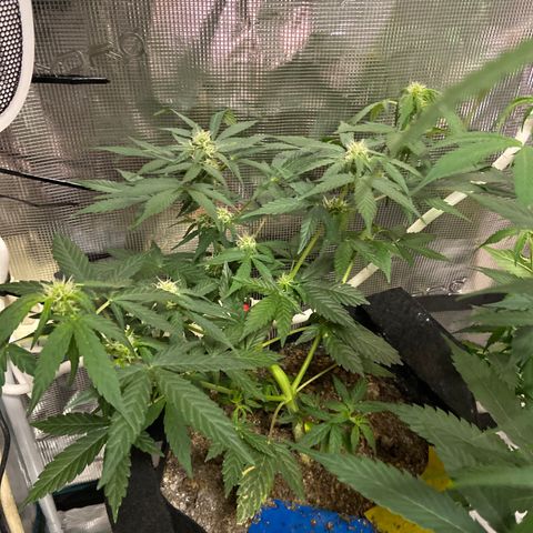 Green crack auto growlog timeline photo