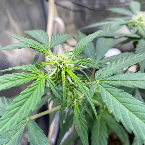 Green crack auto growlog timeline photo