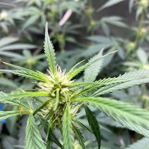 Superlarge White Widdow Autoflowering growlog timeline photo