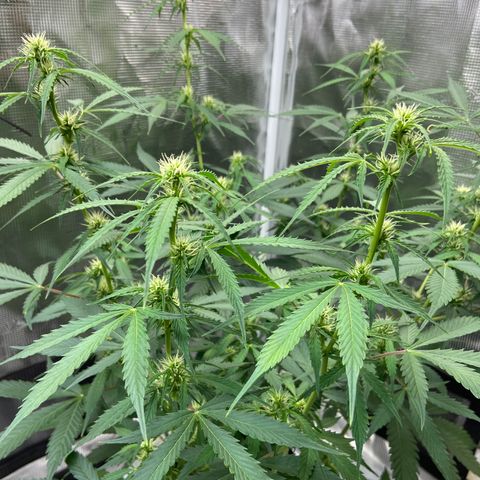 Superlarge White Widdow Autoflowering growlog timeline photo