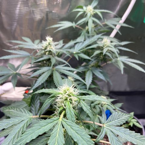 Green crack auto growlog timeline photo