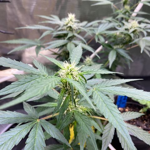 Green crack auto growlog timeline photo