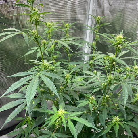 Superlarge White Widdow Autoflowering growlog timeline photo