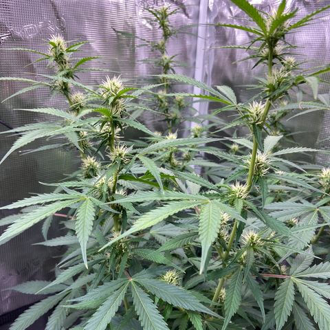 Superlarge White Widdow Autoflowering growlog timeline photo