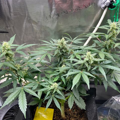 Green crack auto growlog timeline photo