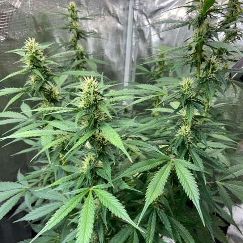 Superlarge White Widdow Autoflowering growlog timeline photo