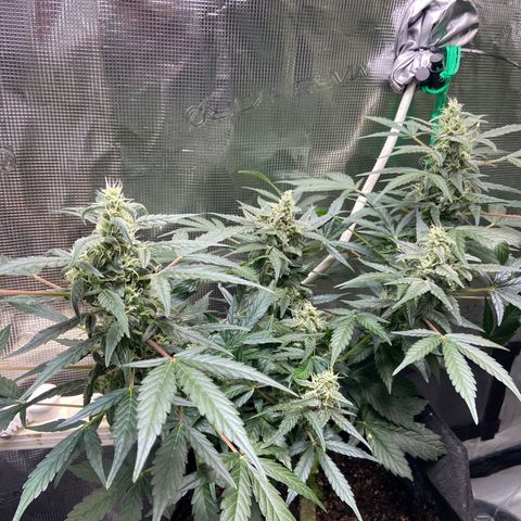 Green crack auto growlog timeline photo