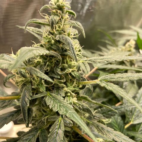 Green crack auto growlog timeline photo