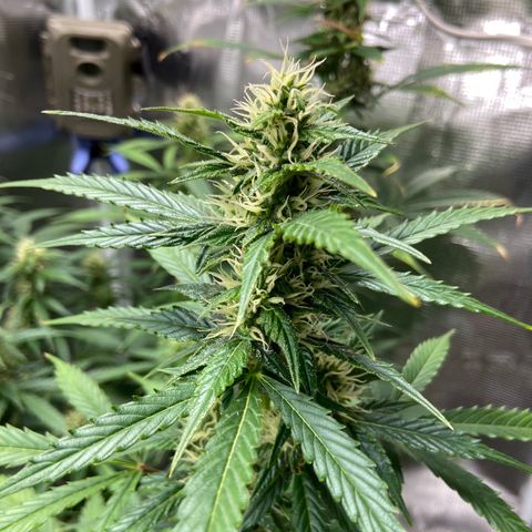 Superlarge White Widdow Autoflowering growlog timeline photo