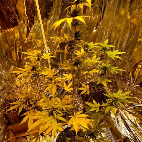 Critical Kush Auto growlog timeline photo