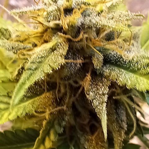 Critical Kush Auto growlog timeline photo