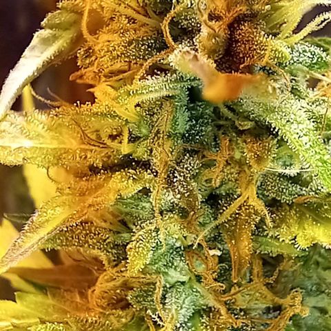 Critical Kush Auto growlog timeline photo