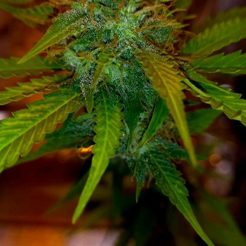 Critical Kush Auto growlog timeline photo