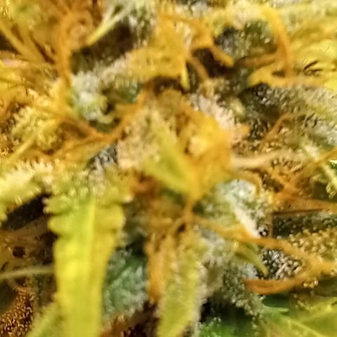Critical Kush Auto growlog timeline photo