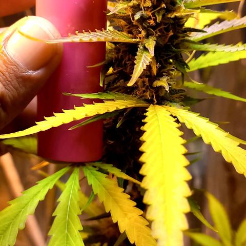 Critical Kush Auto growlog timeline photo