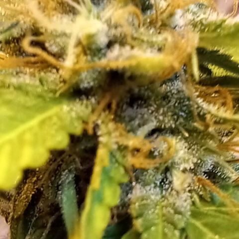 Critical Kush Auto growlog timeline photo