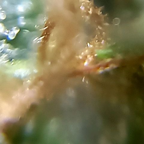 Critical Kush Auto growlog photo: Fotos 