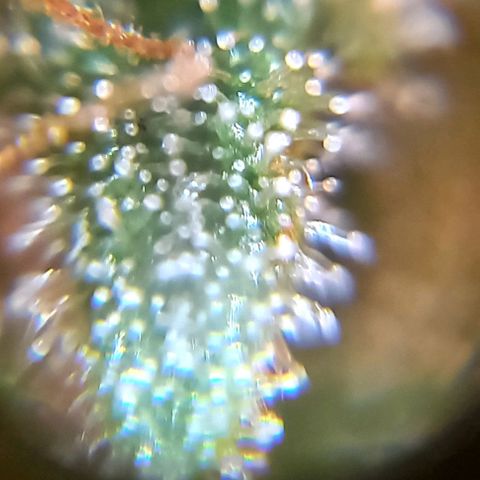 Critical Kush Auto growlog photo: Fotos 