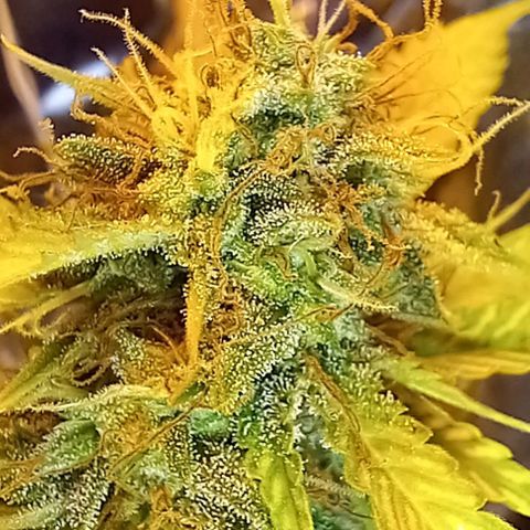 Critical Kush Auto growlog photo: Fotos 