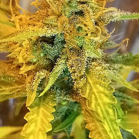Critical Kush Auto growlog photo: Fotos 