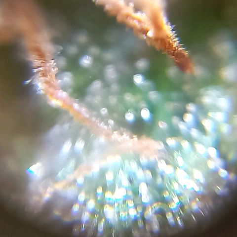 Critical Kush Auto growlog photo: Fotos 