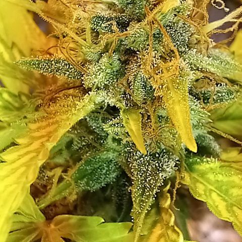 Critical Kush Auto growlog photo: Fotos 