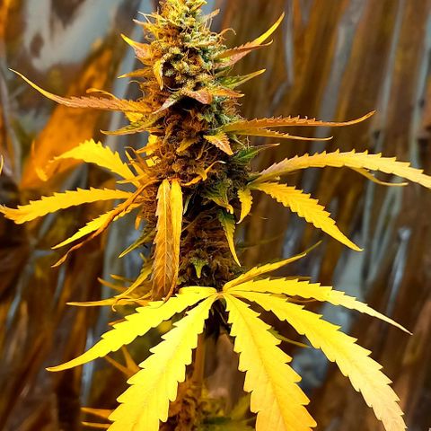 Critical Kush Auto growlog photo: Fotos 