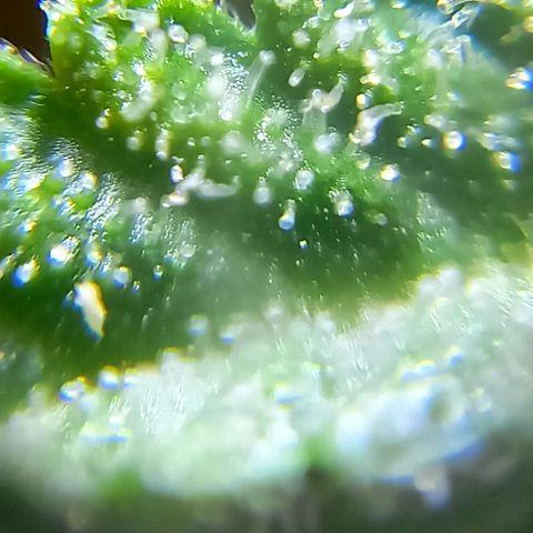 Critical Kush Auto growlog photo: 90 dias 🌱🪴🌲