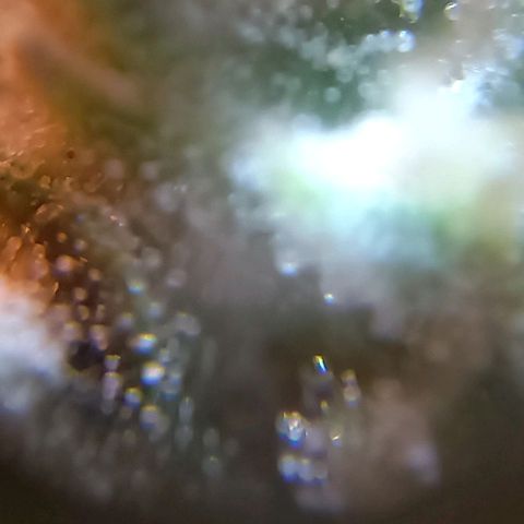 Critical Kush Auto growlog photo: 90 dias 🌱🪴🌲