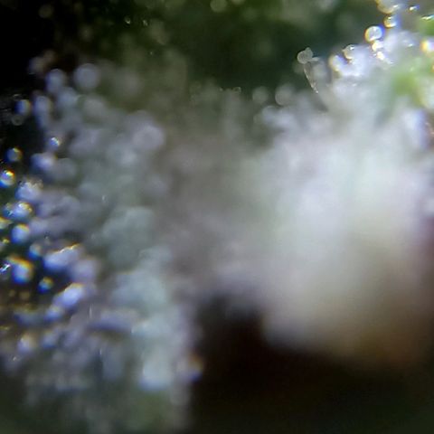 Critical Kush Auto growlog photo: 90 dias 🌱🪴🌲