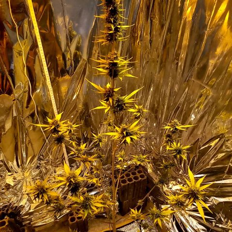 Critical Kush Auto growlog photo: 90 dias 🌱🪴🌲