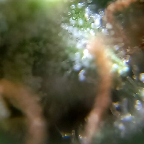 Critical Kush Auto growlog photo: 90 dias 🌱🪴🌲
