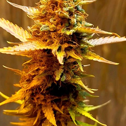 Critical Kush Auto growlog photo: 🪴💚