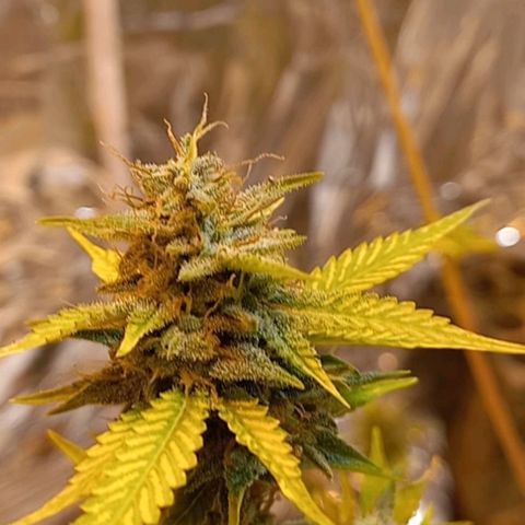 Critical Kush Auto growlog photo: 🪴💚