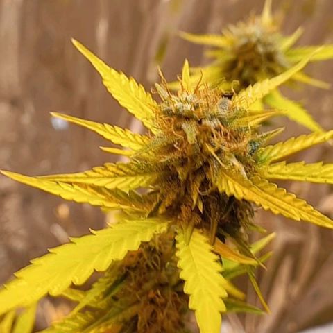 Critical Kush Auto growlog photo: 🪴💚