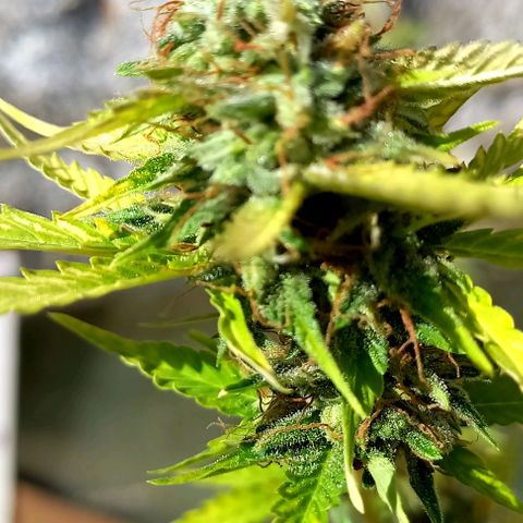 Critical Kush Auto growlog photo: Colheita 