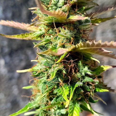 Critical Kush Auto growlog photo: Colheita 