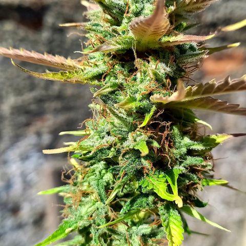 Critical Kush Auto growlog photo: Colheita 