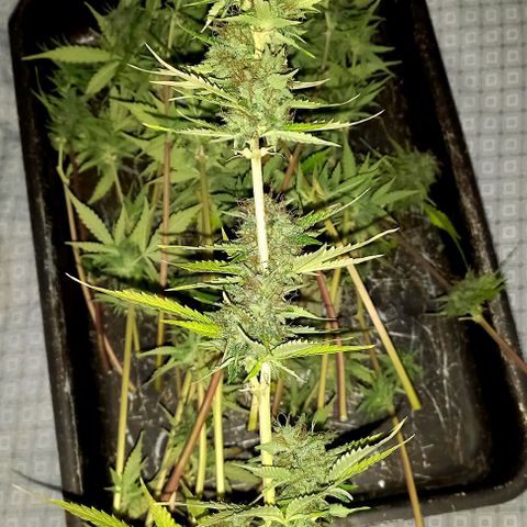 Critical Kush Auto growlog photo: 💚