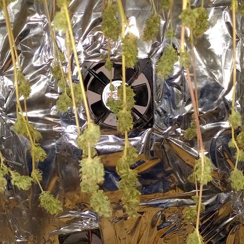 Critical Kush Auto growlog photo: 🤤