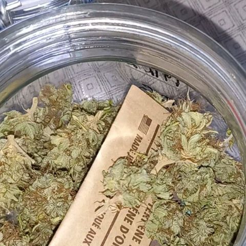 Critical Kush Auto growlog photo: 🤜🤛
