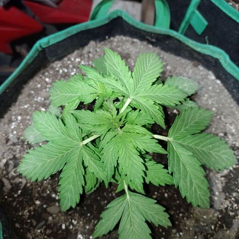 Auto Gorilla Blue growlog timeline photo