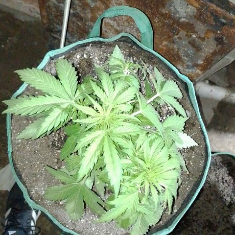 Auto Gorilla Blue growlog timeline photo