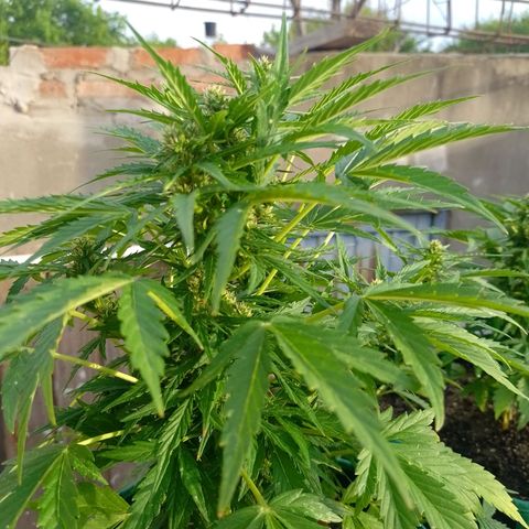 Auto Gorilla Blue growlog timeline photo