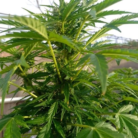 Auto Gorilla Blue growlog timeline photo